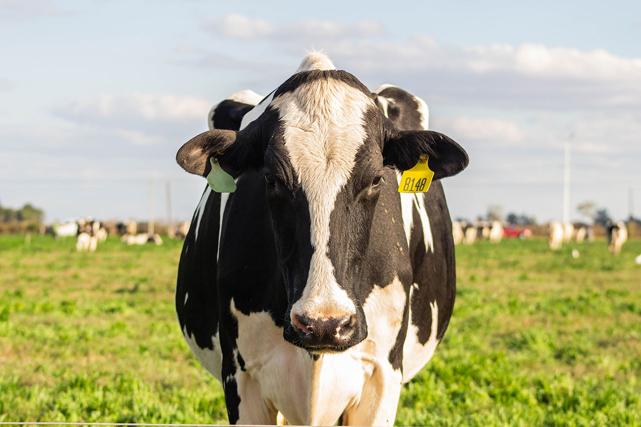 dia mundial de la leche agrocultura el campo en tu vida