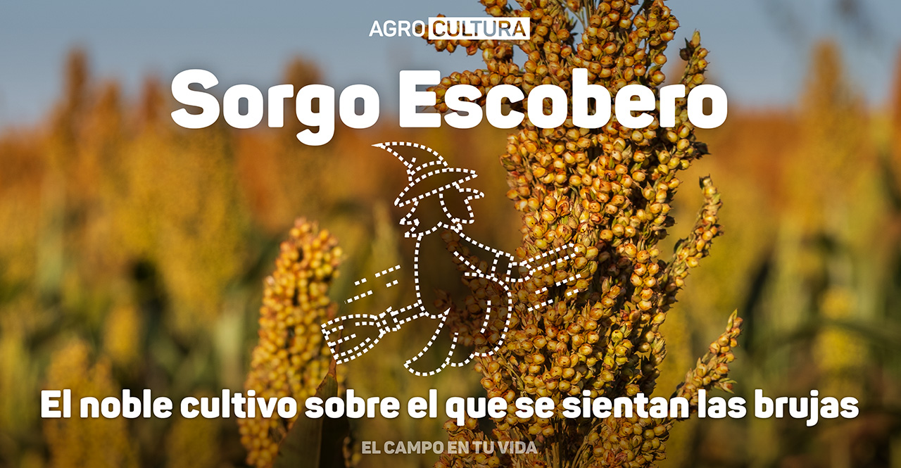 el campo en tu vida agrocultura sorgo escobero el noble cultivo sobre el que se sientan las brujas