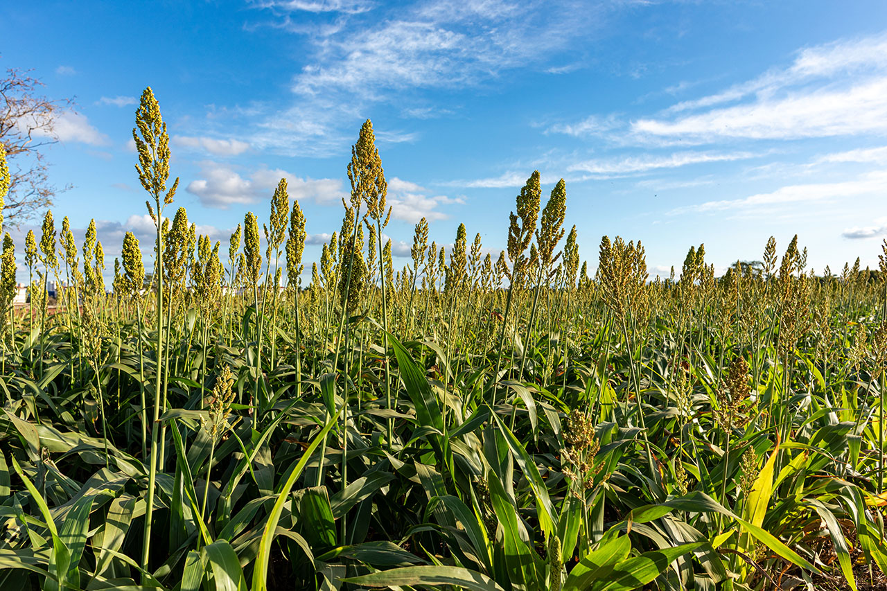 el campo en tu vida agrocultura sorgo escobero el noble cultivo sobre el que se sientan las brujas