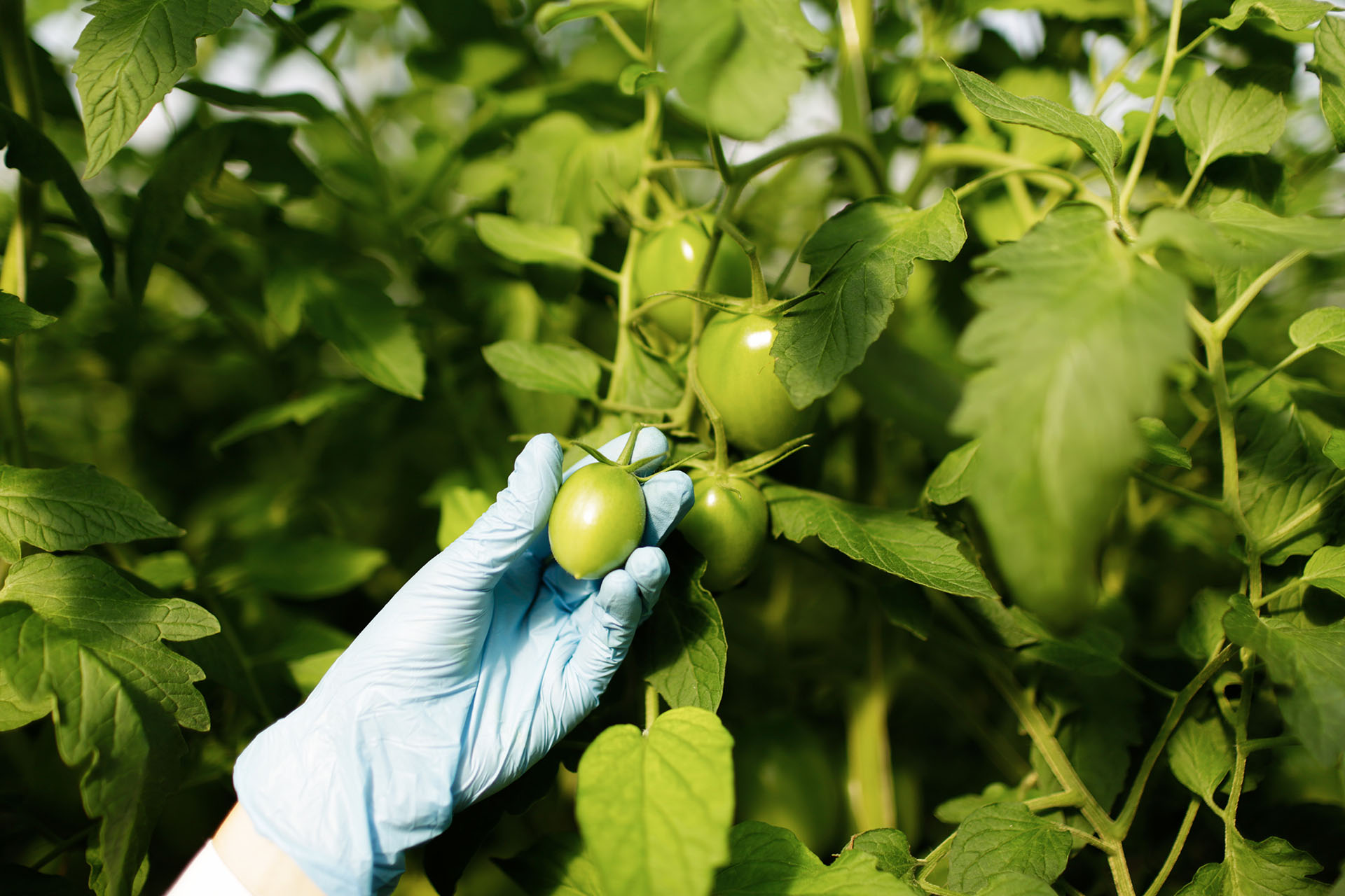 el campo en tu vida agrocultura ciencia y agricultura una alianza clave para La Paz y el desarrollo