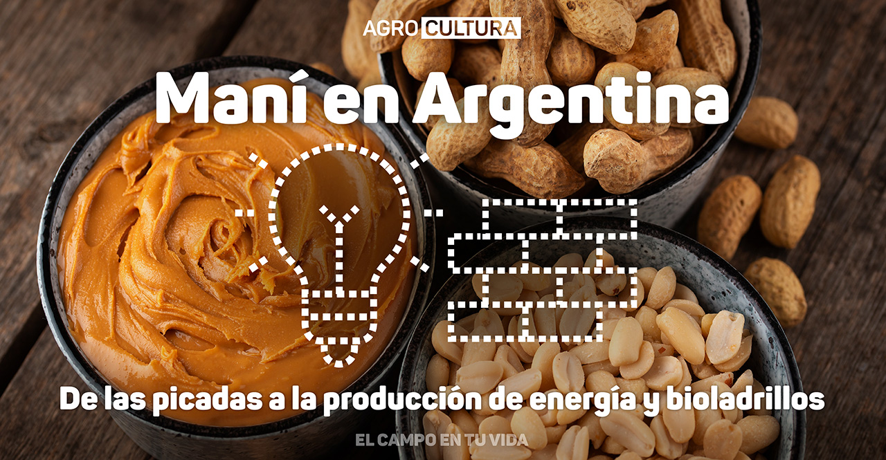 mani en argentina: de las picadas a la producción de energía y bioladrillos el campo en tu vida agrocultura