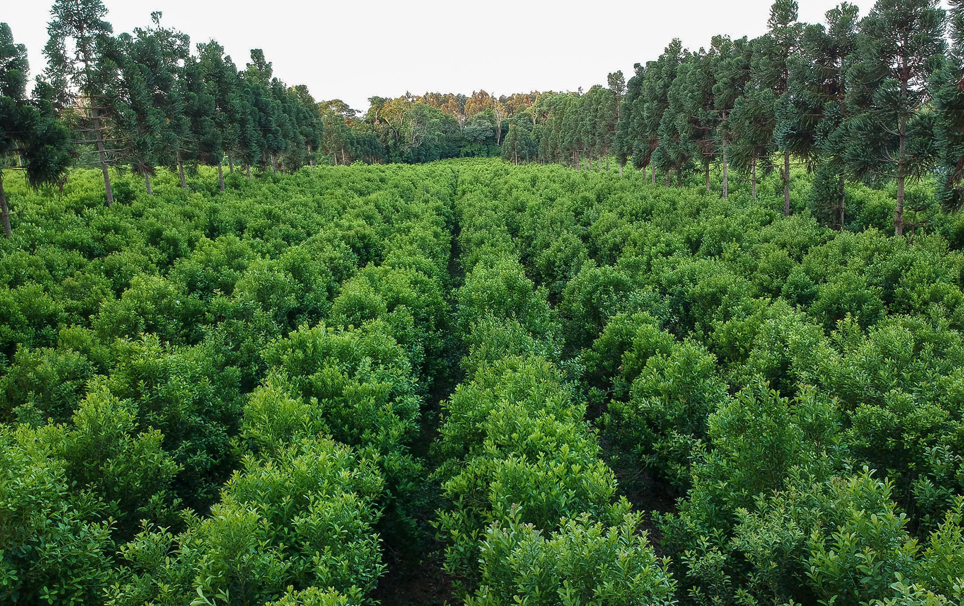 el campo en tu vida agrocultura día de la yerba mate de la costumbre a la cultura que nos identifica