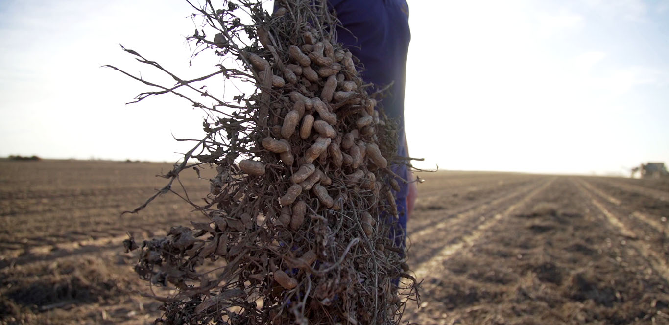 mani en argentina: de las picadas a la producción de energía y bioladrillos el campo en tu vida agrocultura