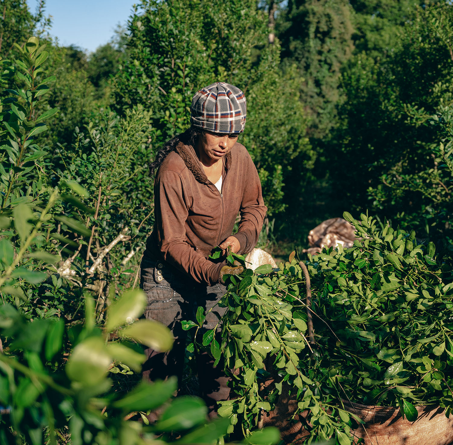 el campo en tu vida agrocultura día de la yerba mate de la costumbre a la cultura que nos identifica