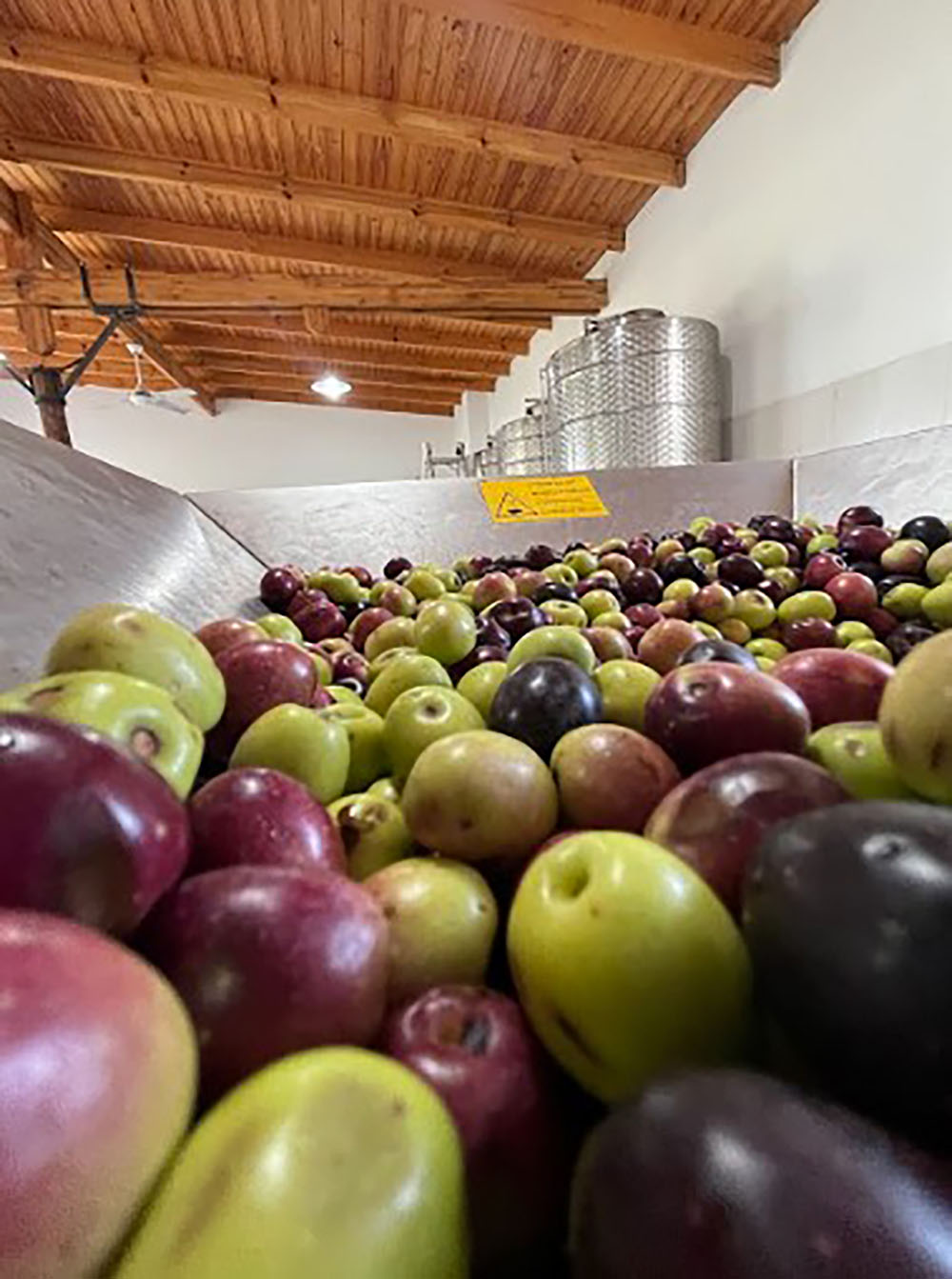 un aceite premiado por su calidad desde las alturas de Traslasierra el campo en tu vida agrocultura