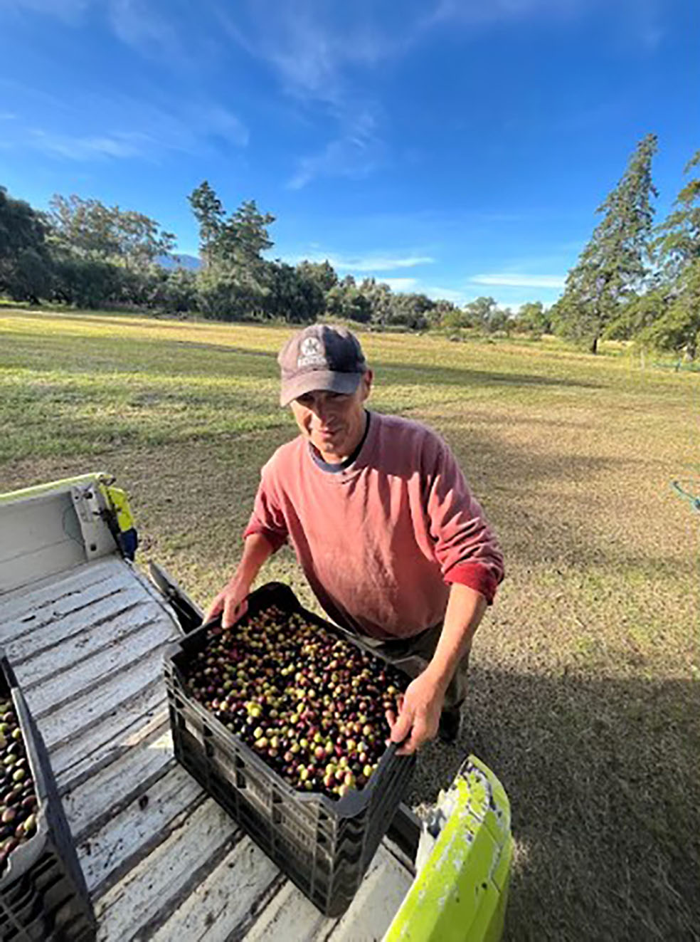 un aceite premiado por su calidad desde las alturas de Traslasierra el campo en tu vida agrocultura