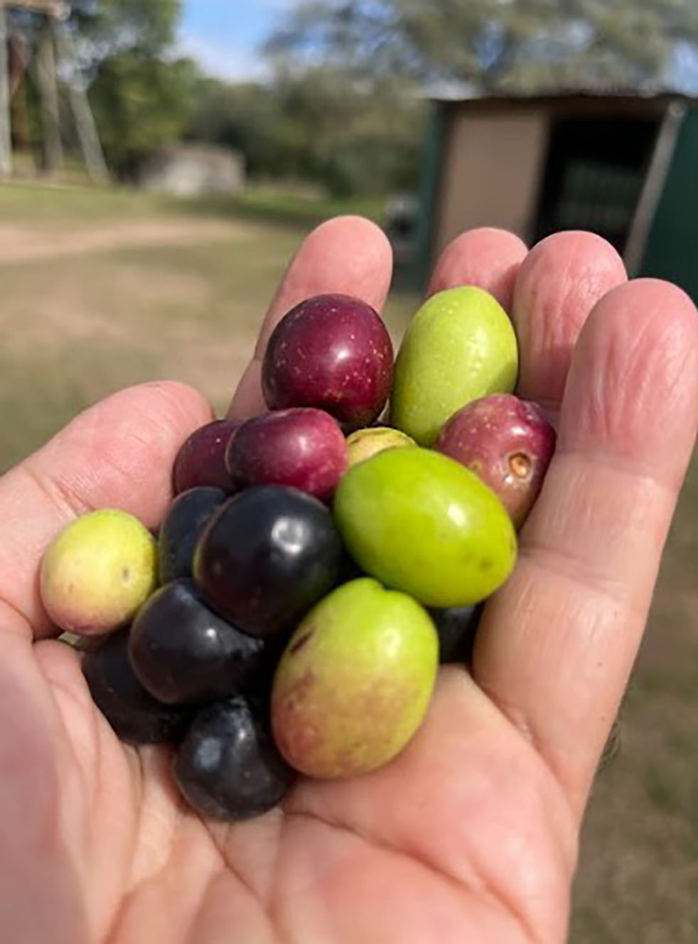 un aceite premiado por su calidad desde las alturas de Traslasierra el campo en tu vida agrocultura