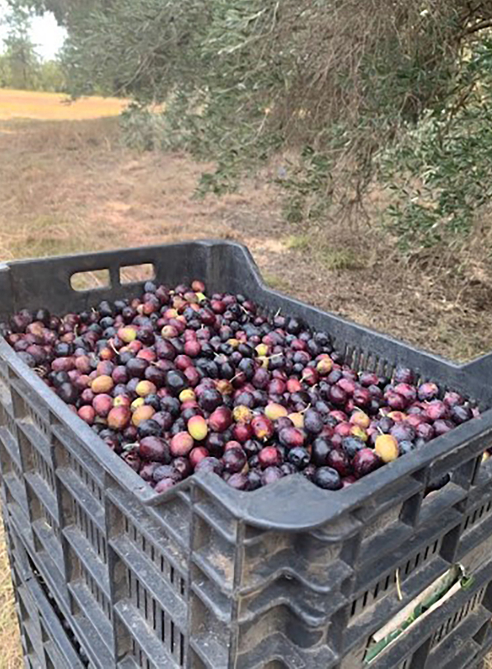 un aceite premiado por su calidad desde las alturas de Traslasierra el campo en tu vida agrocultura