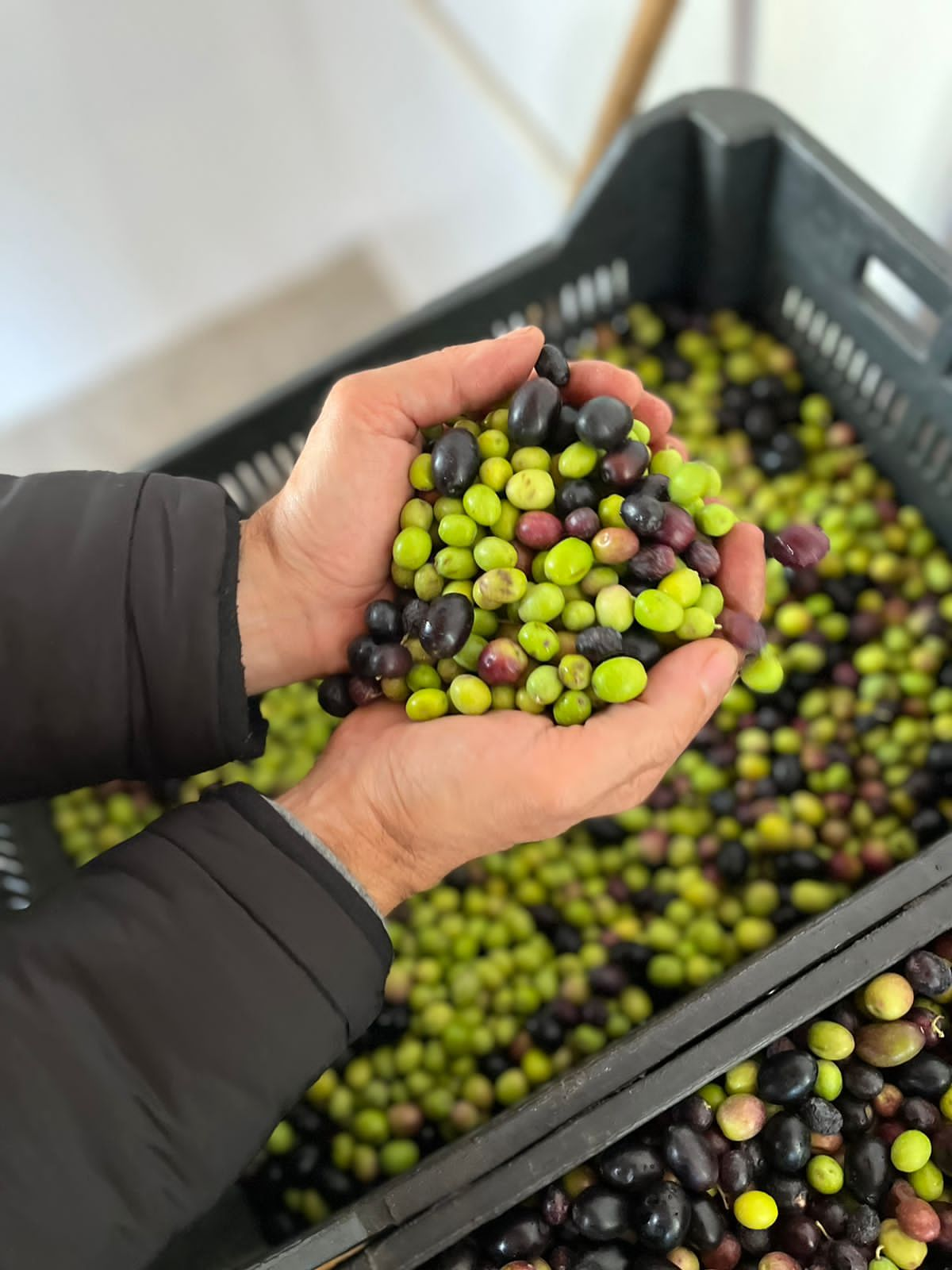 un aceite premiado por su calidad desde las alturas de Traslasierra el campo en tu vida agrocultura