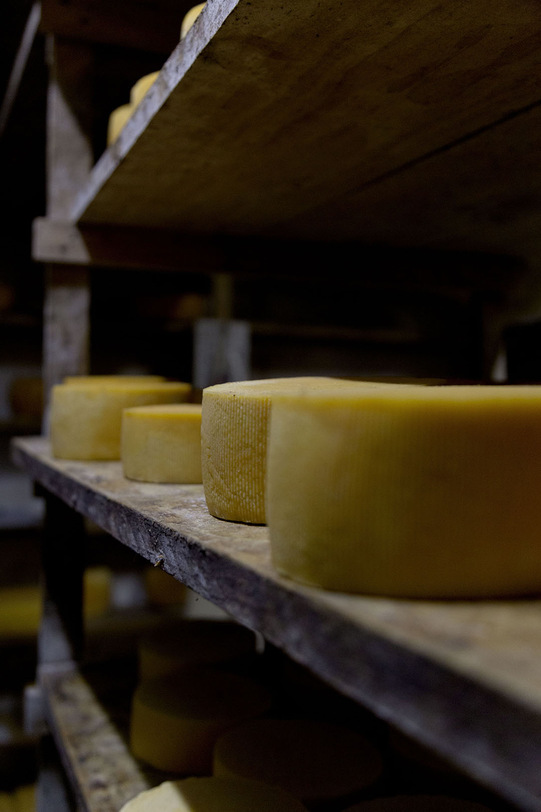 quesos fermier tradición y excelencia en cada bocado el campo en tu vida agrocultura