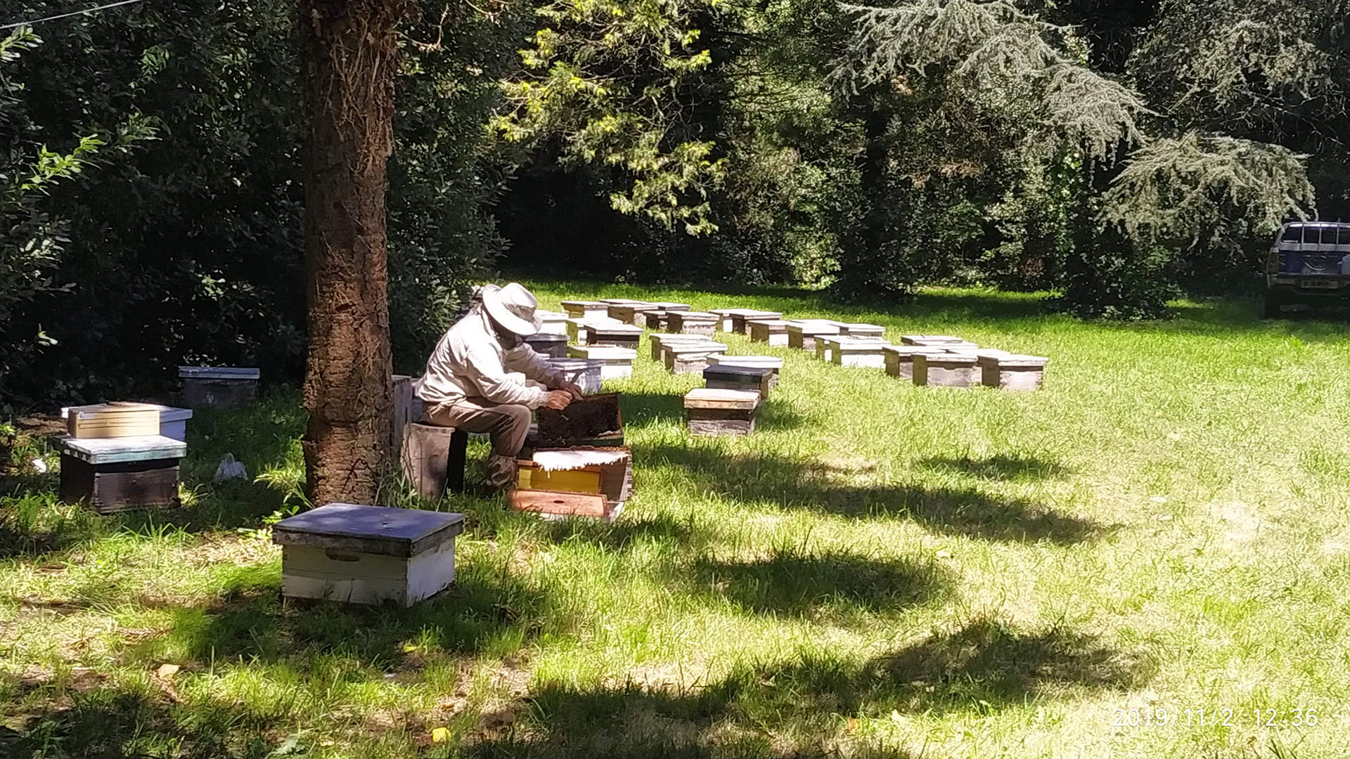 El valor de la miel argentina: tradición, calidad y compromiso familiar el campo en tu vida agrocultura